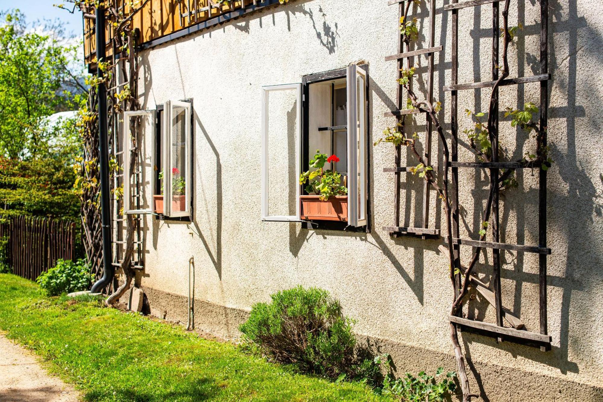 House, Garden And A Green Cat Bled Luaran gambar