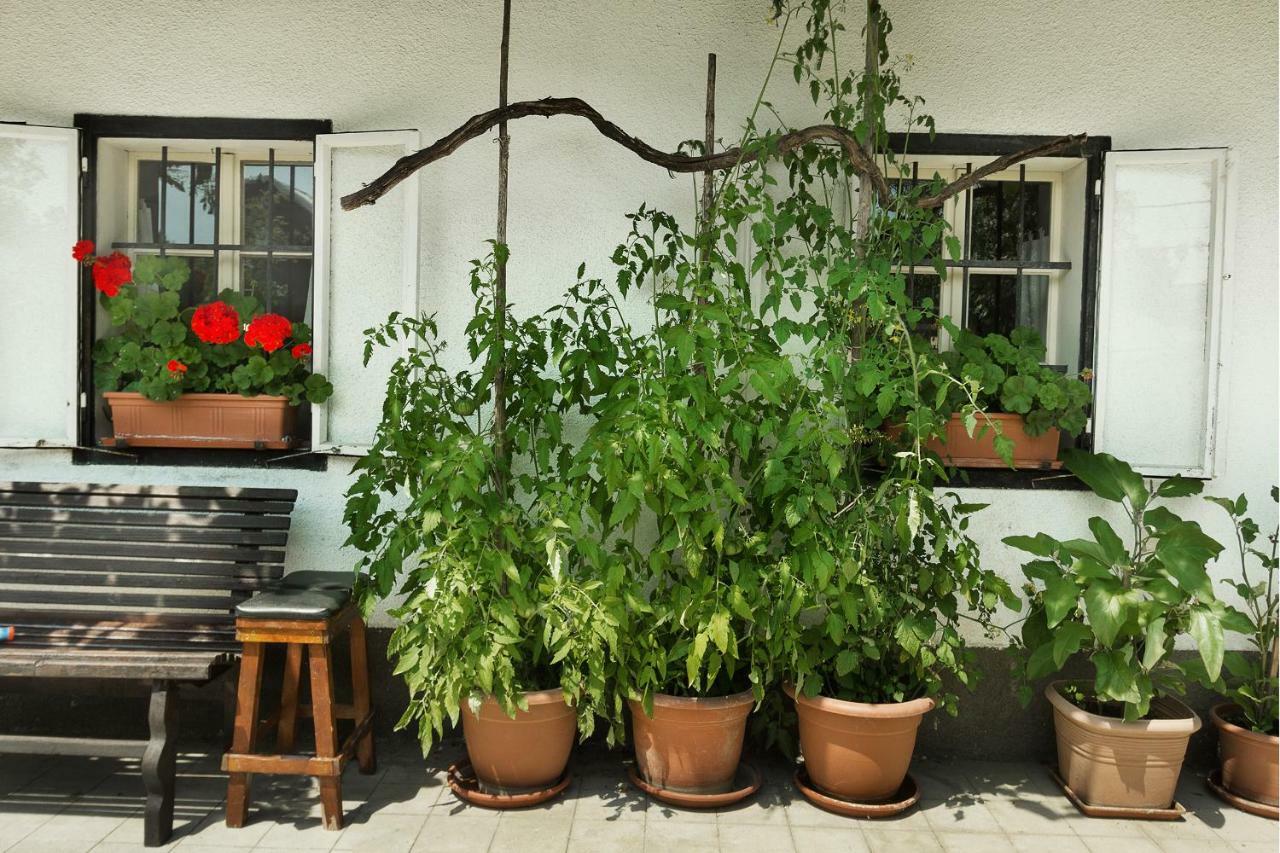 House, Garden And A Green Cat Bled Luaran gambar